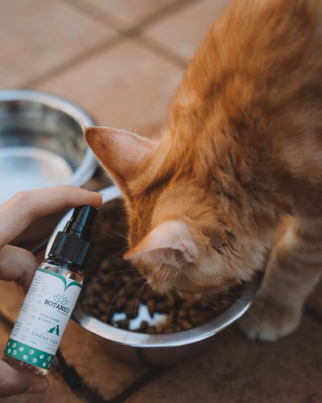 cbd for cats application 
