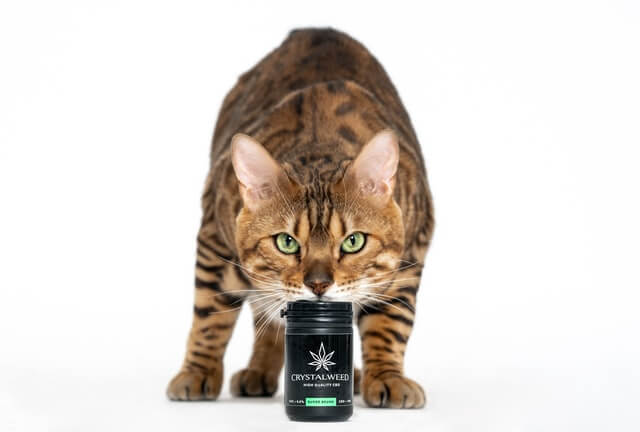 cbd for cats 
