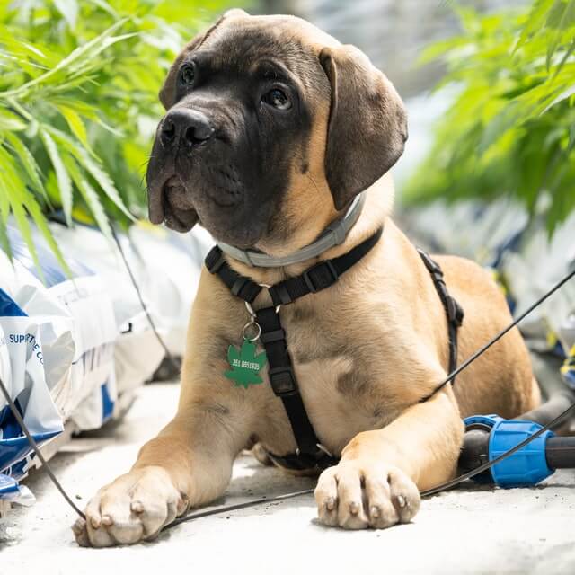 cbd oil for pets 
